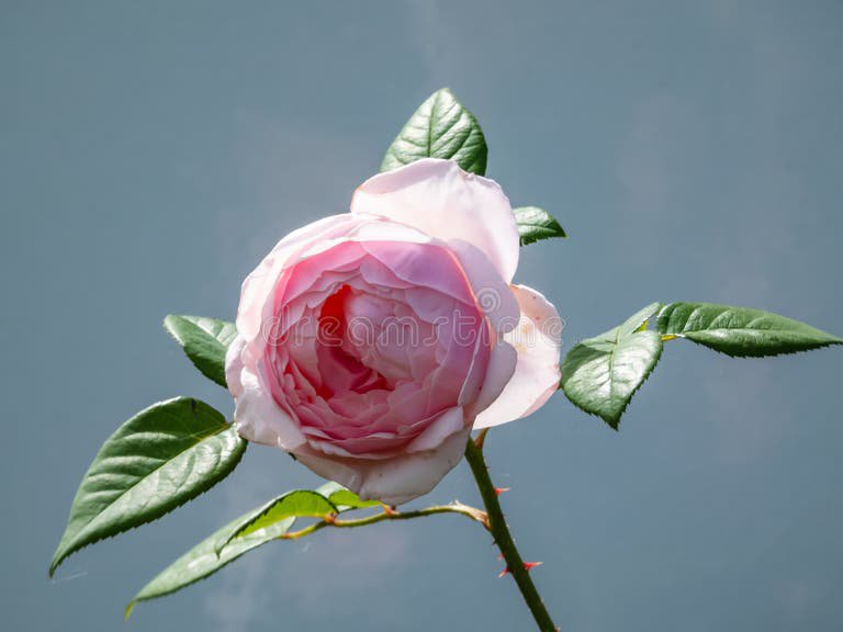 How to Identify Authentic Cecilia Rose Nude Photography Online